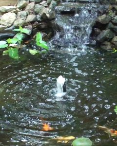 Koi Pond Filter Clear Water